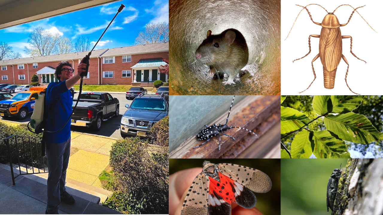The invasive insects and rodents of greatest concern in PA, NJ for 2026 ...
