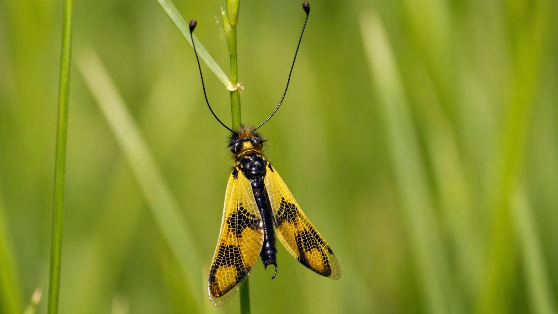 This insect looks unreal - caught on camera