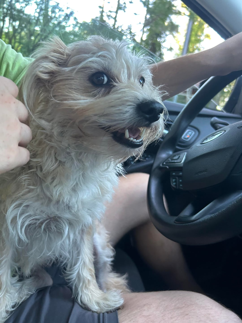 20 cute car canines who have a need for speed and a trip to the park