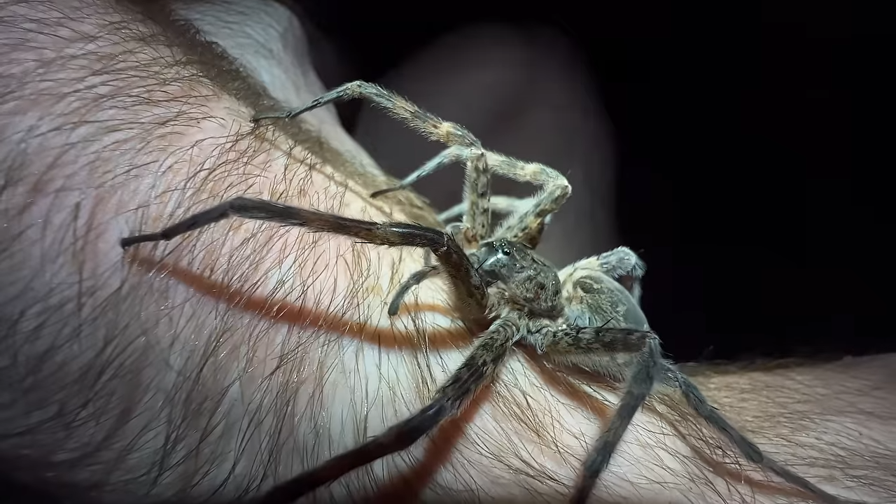 Watch what happens when a bold jumping spider jumps straight at the camera