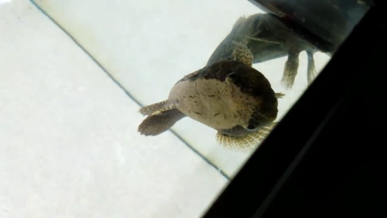 They thought it was just a tank fish until it started attacking out of ...