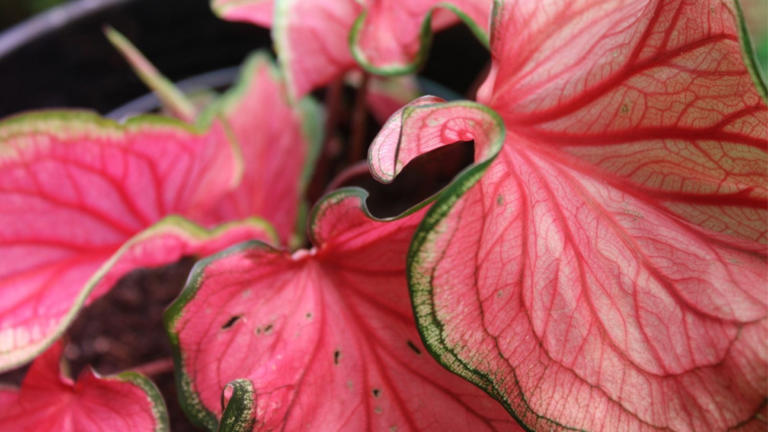 How to plant, grow, and care for ‘Florida Sweetheart’ caladium