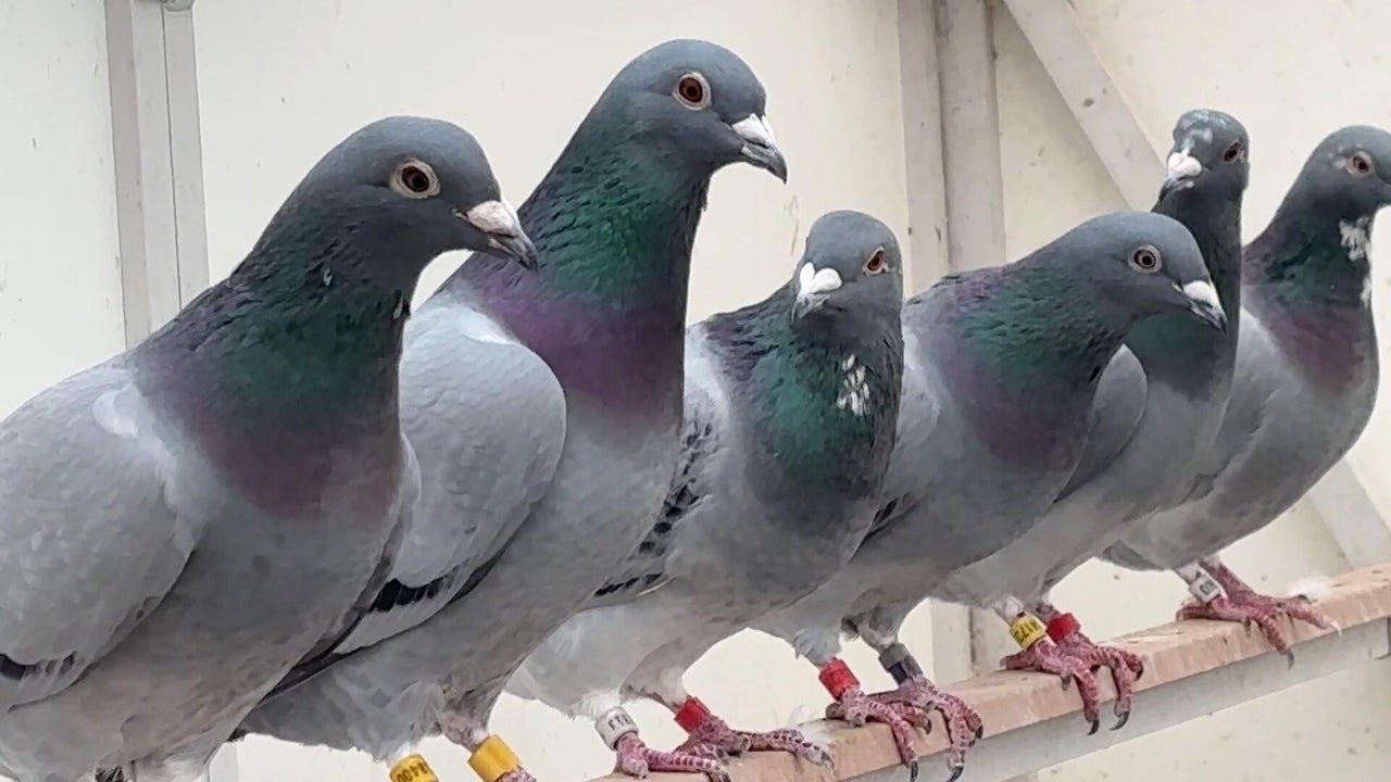 The pigeon mafia | Sunday on 60 Minutes