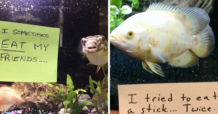 21 hilarious fish that got shamed publicly for being naughty