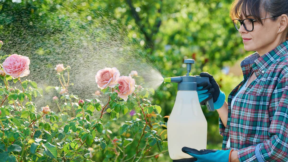 Discover a simple hack for growing pest-free roses using common ...