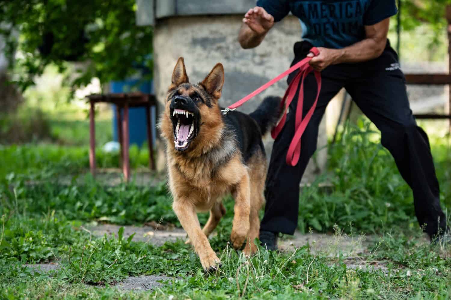 I always wanted a German shepherd, but these 6 red flags made me reconsider