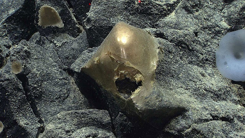 This specimen, seen on a rocky outcropping at a depth of about 3,300 meters (2 miles), during an expedition in Alaska.