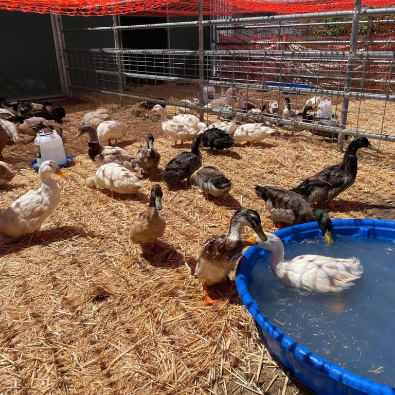 Horror end for viral rescue ducks that melted hearts as dark twist emerges
