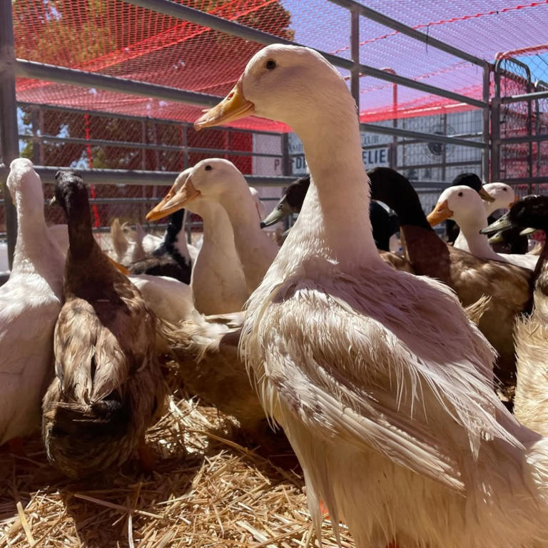 Horror end for viral rescue ducks that melted hearts as dark twist emerges