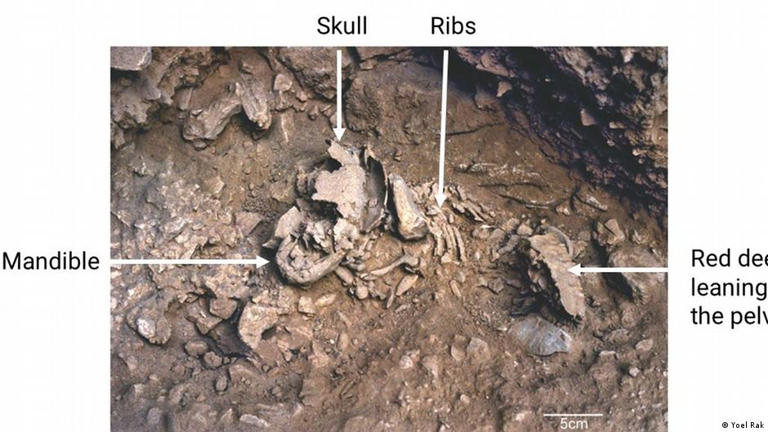 Bebês neandertais eram enormes e cresciam mais rápido que humanos