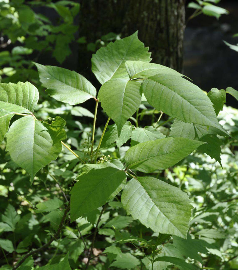 Poison ivy could be stronger in NC this year. Here's why and what that ...