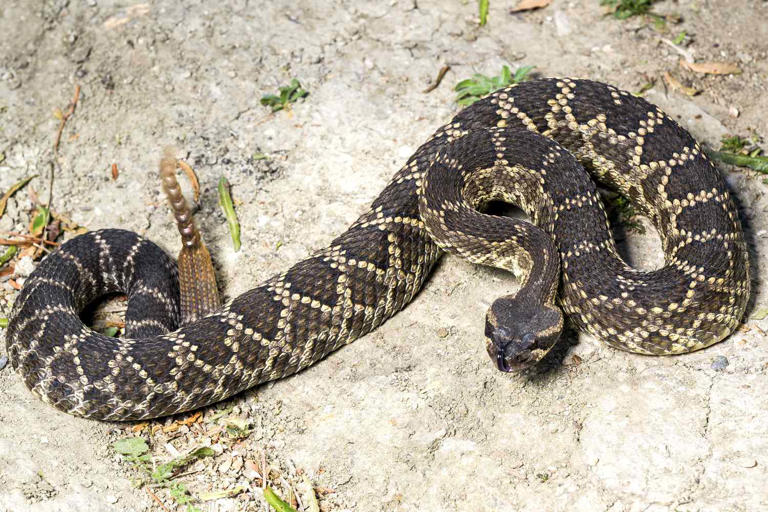 Beachgoers warned after another rattlesnake turns up in the waves at ...