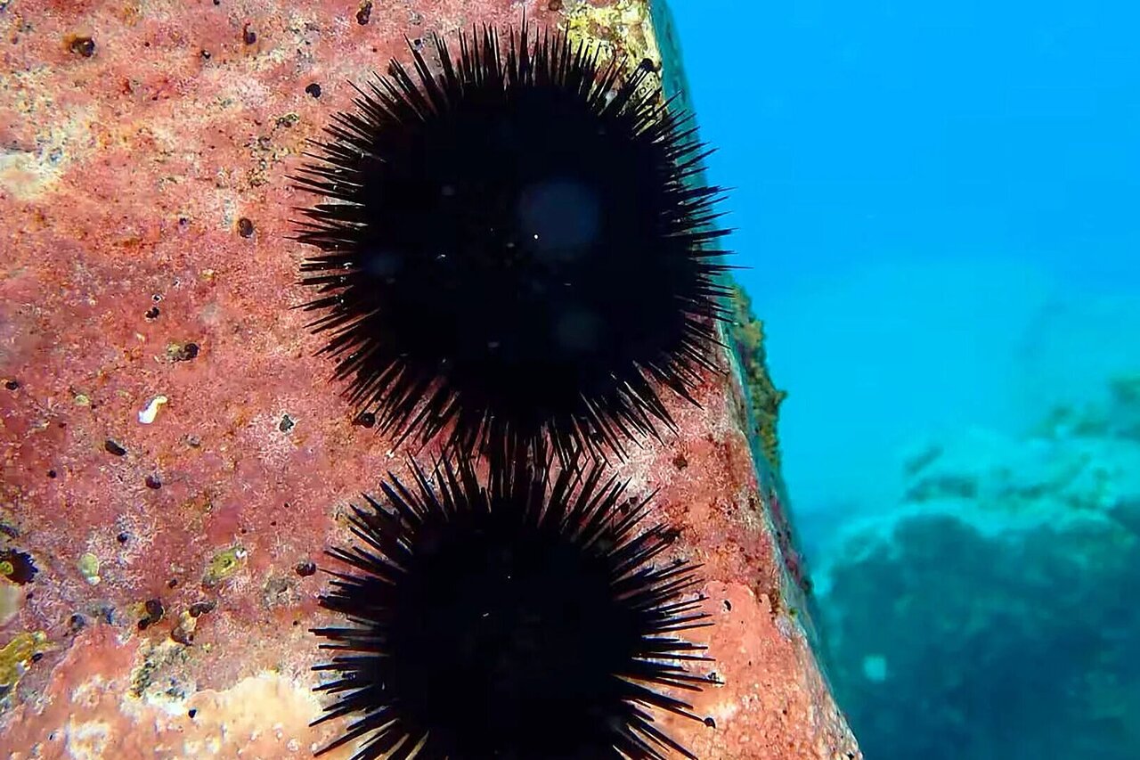 A mother's gift: Plastid-derived structures help sea urchin development ...