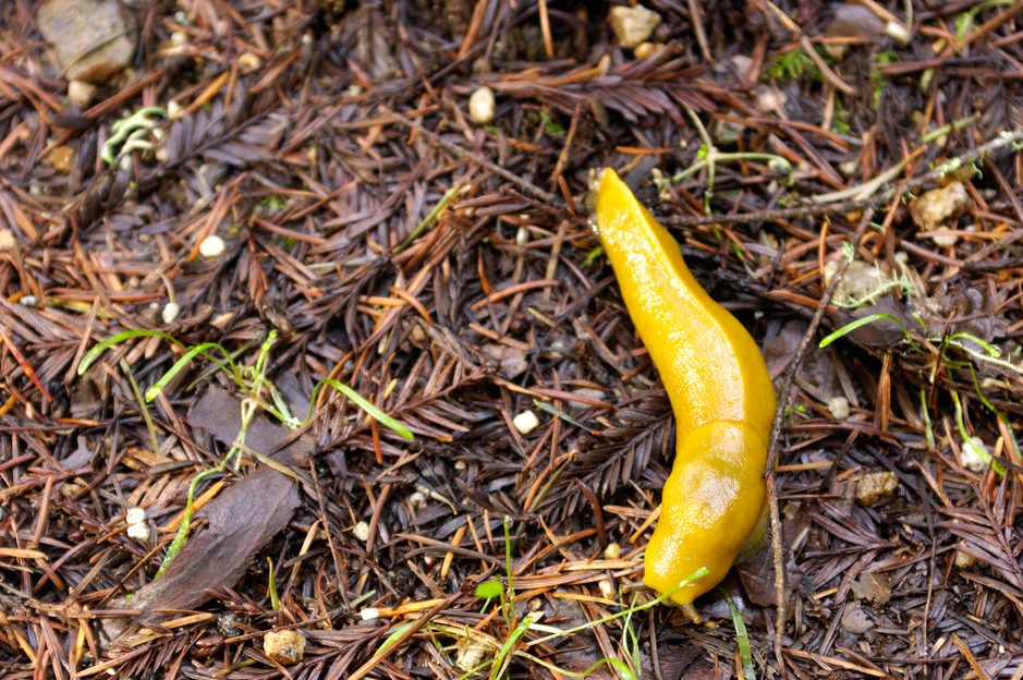 It looks like a banana, has a painful mating dance and is the official ...