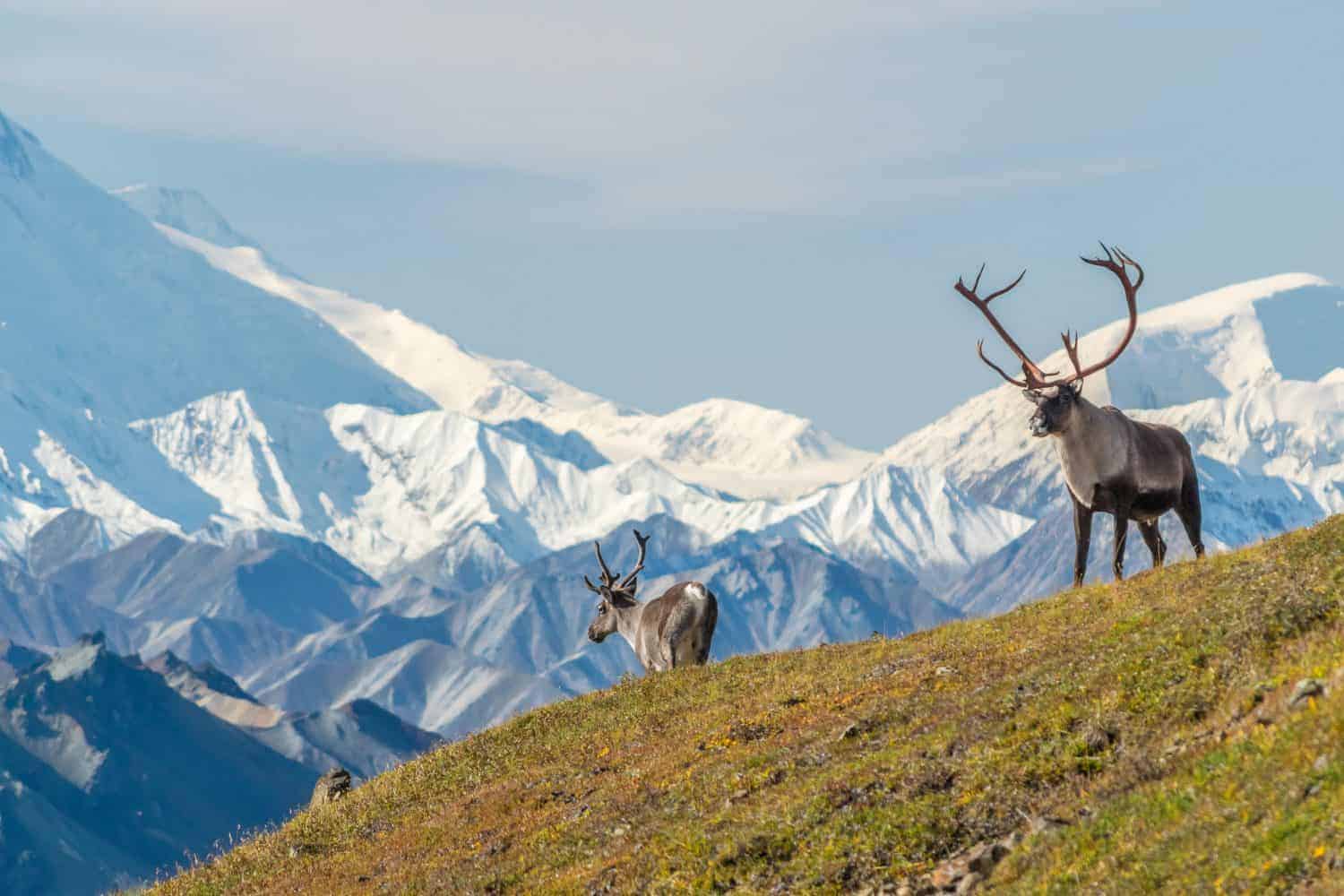 The most unusual attraction you can visit in every US state