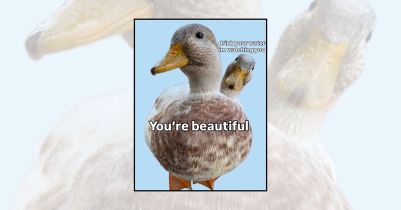 21 quack-tastic duck memes to make you feel happier than a duck in water