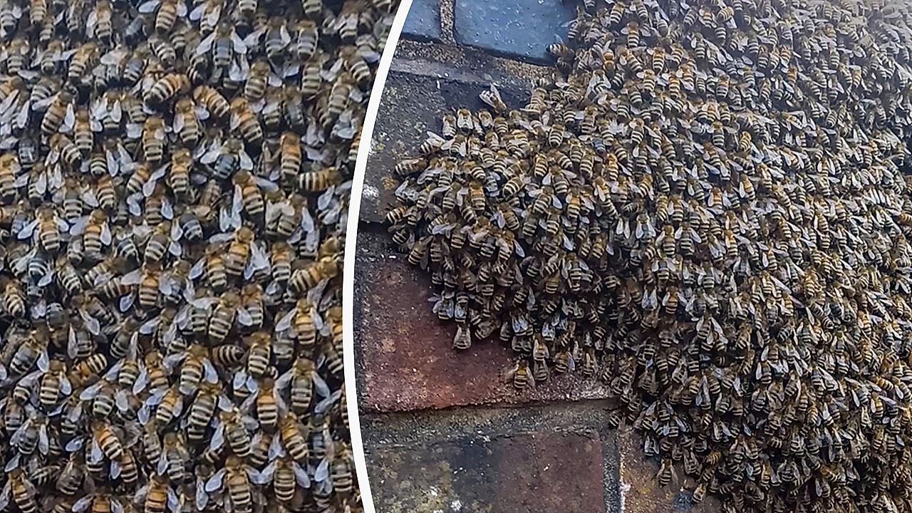 thousands-of-bees-besieges-wall-in-england