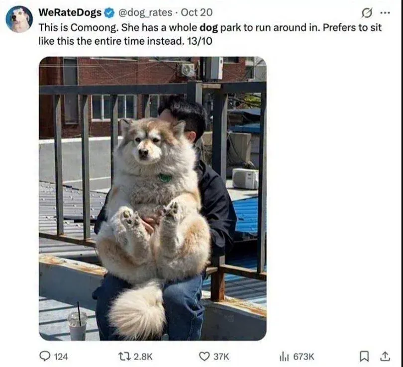 15+ dog memes that are pure happiness in fur form