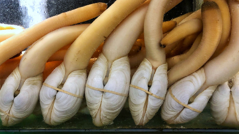 What is a geoduck and how is it eaten?