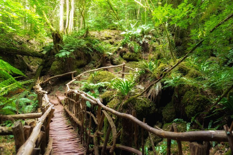 'Magical' Gloucestershire woodland makes walks feel 'enchanting and ...