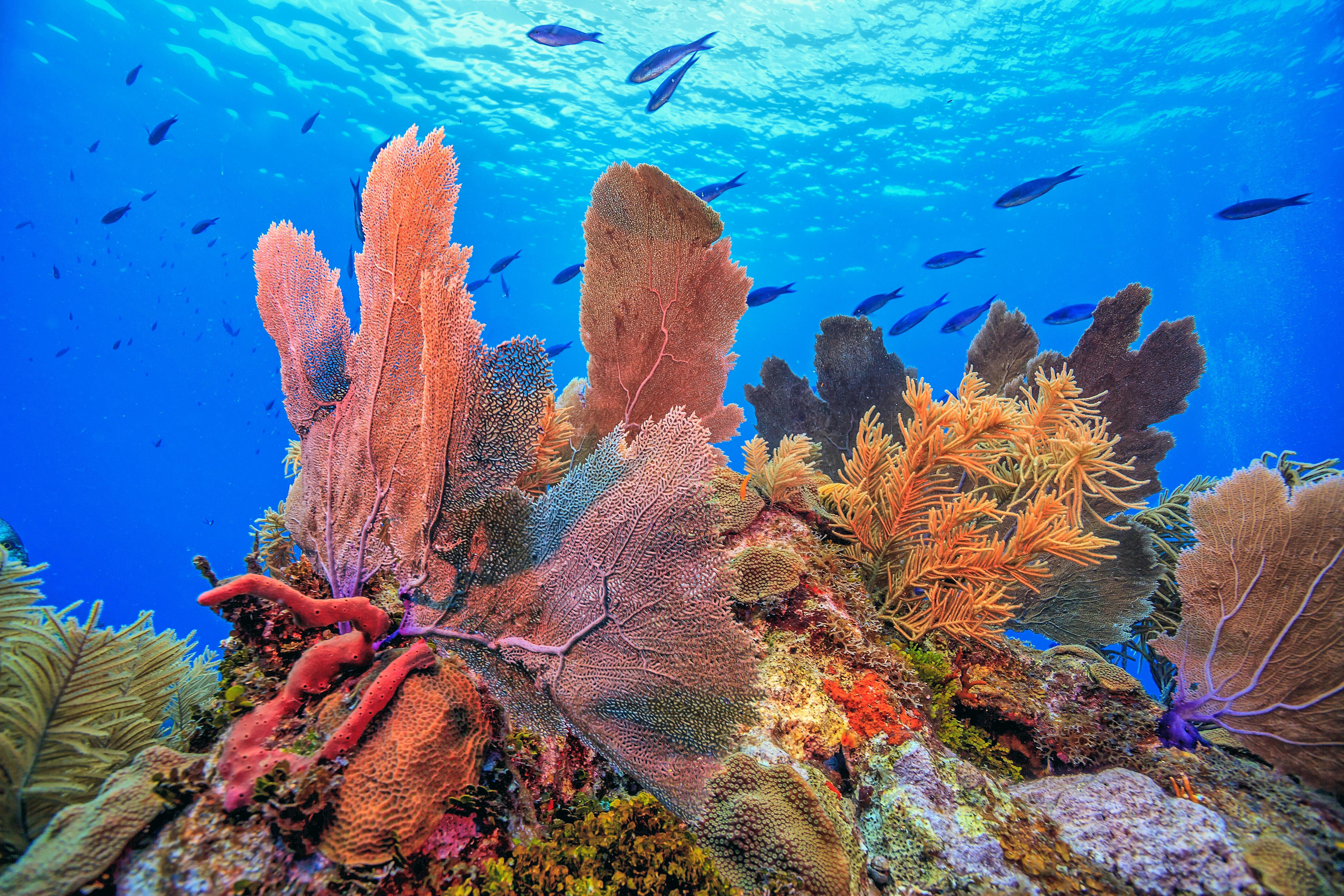 Gallery Detail: AI Tool Predicts Stress To Protect Florida Coral Reefs
