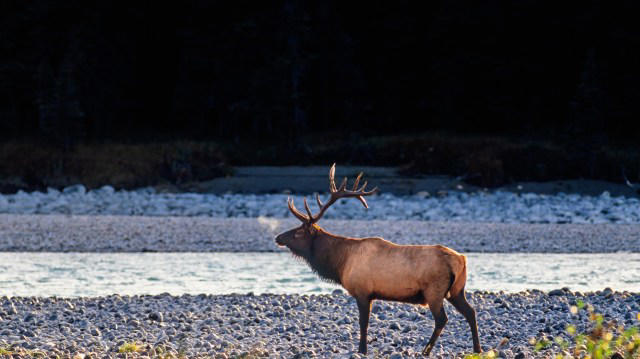 Tourists try to ride wild elk taking over Oregon beach