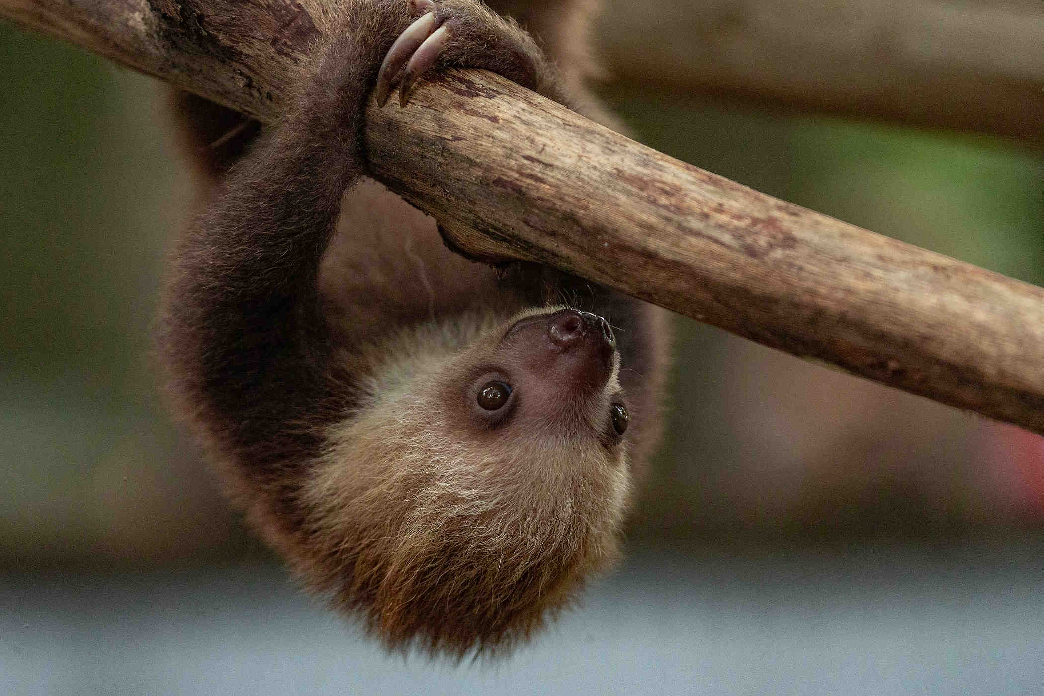 After 31 sloths die in Florida, a push to shut down planned exhibit