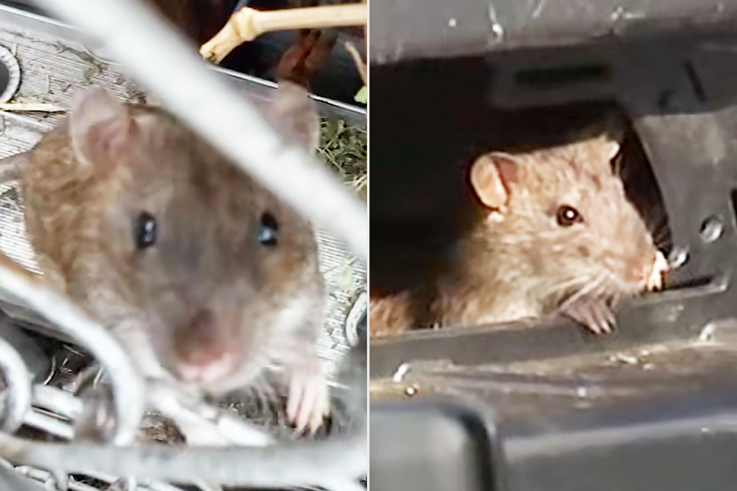 Philadelphia residents claim local rat infestation has produced rodents ...