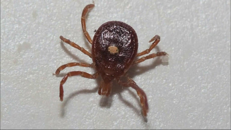 Lyme disease cases in Michigan rise 168% over 5 years, health officials ...