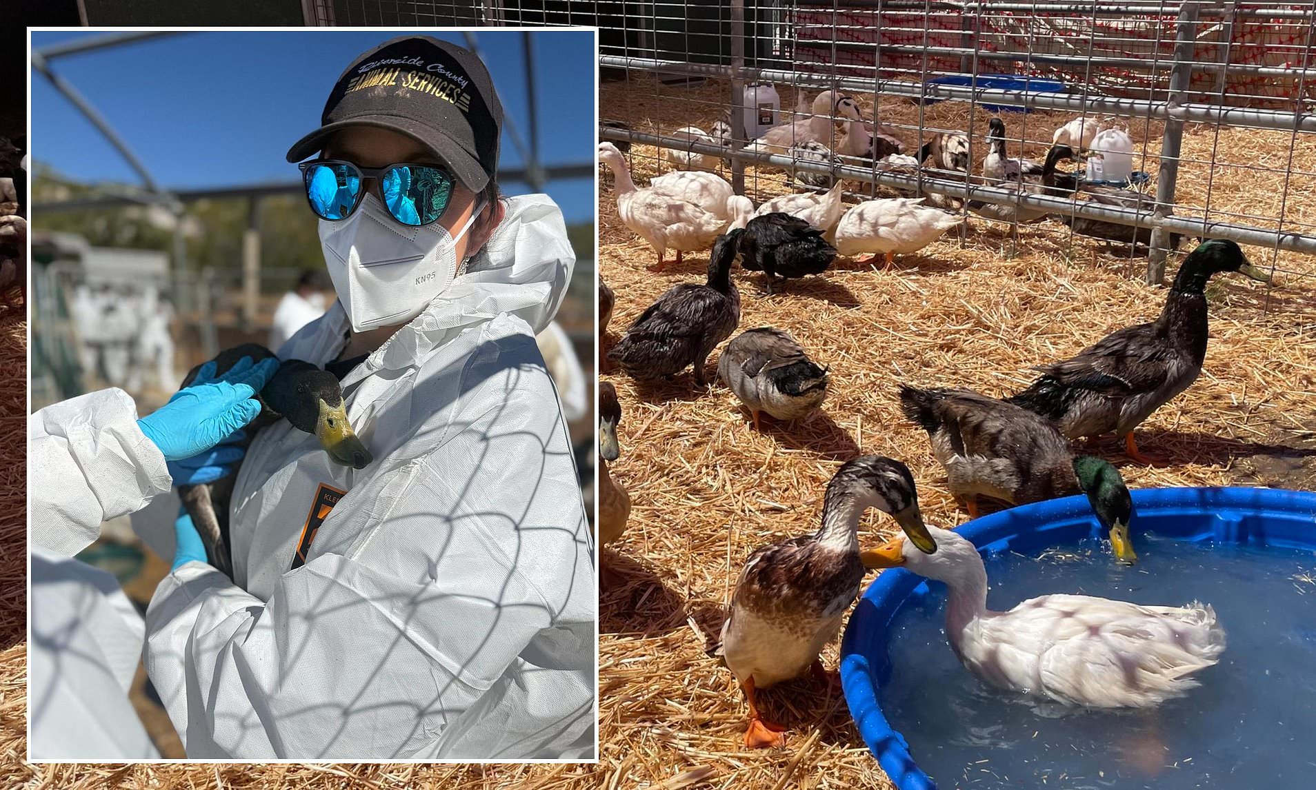 Hundreds of ducks adopted from California sanctuary meet horrific fate