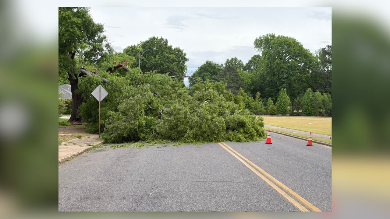 Large tree falls, blocks roadway in Fox Meadows area