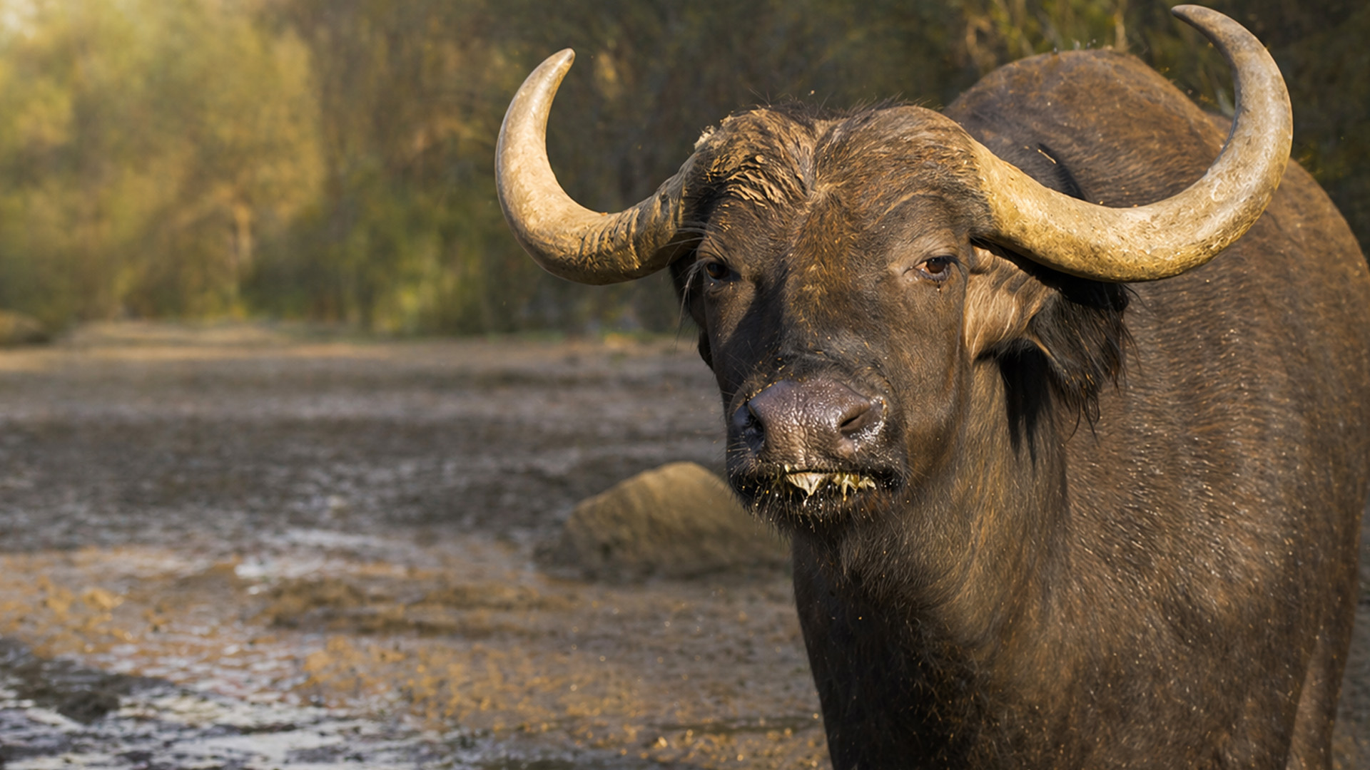 A giant buffalo notices the camera - what happens next?