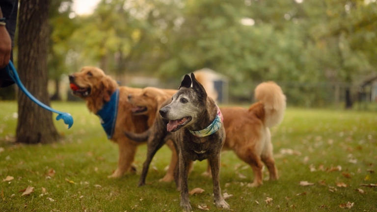 The star of ‘Must Love Dogs’ on the rewards of adopting a rescue