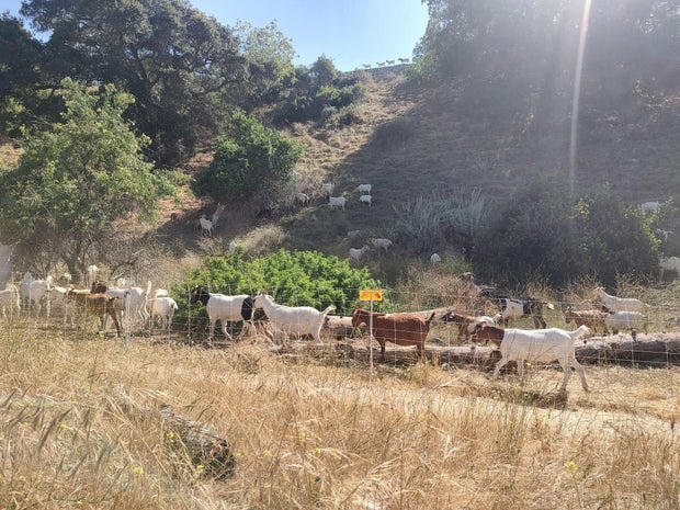 Goats graze Pasadena's Arroyo Seco as nature's wildfire prevention