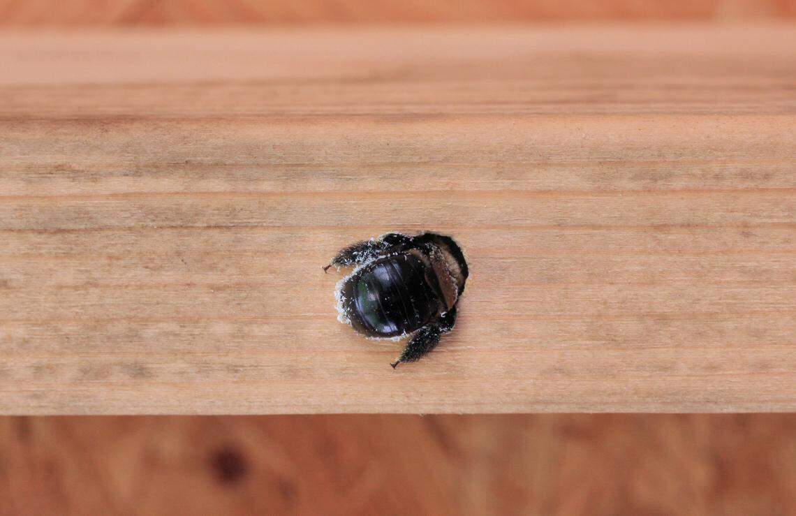 Carpenter bees can dig into your MS deck or porch. Here's how to keep ...