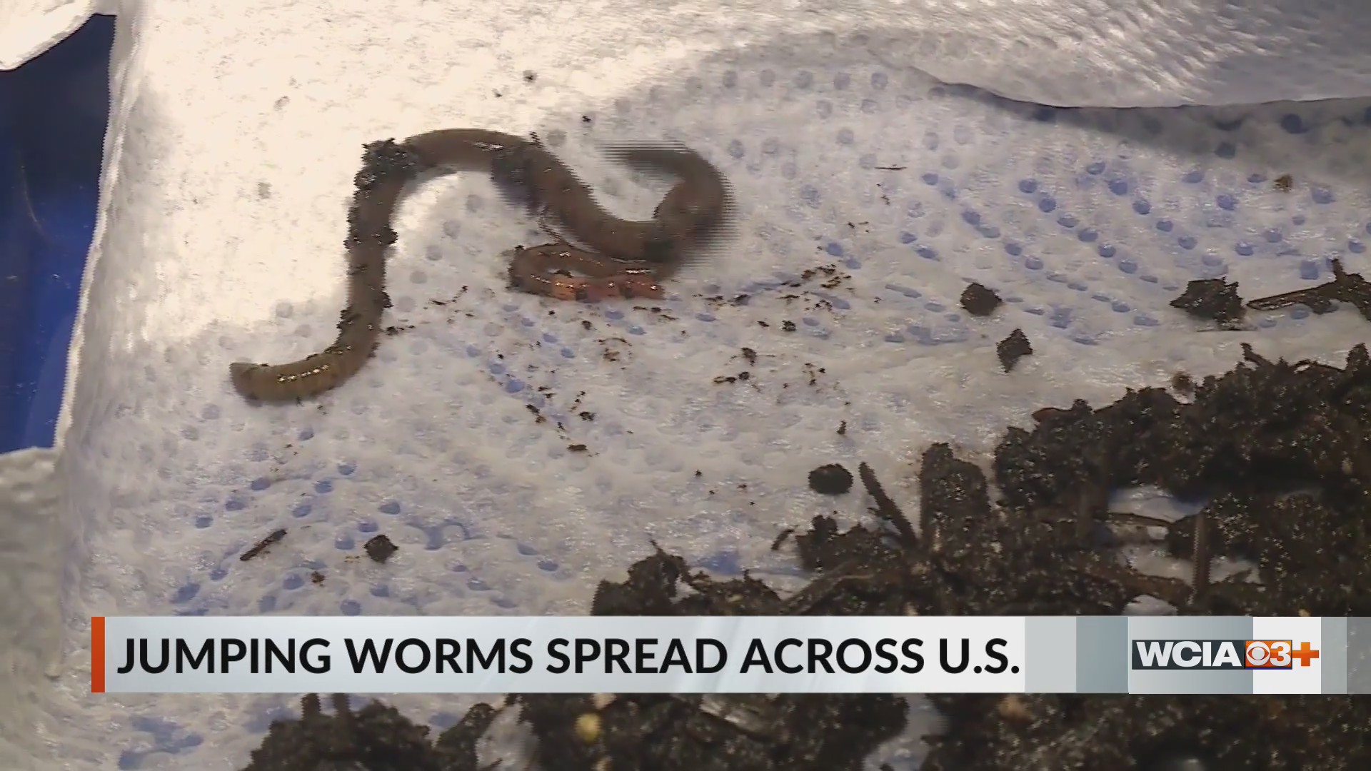 U of I expert talks 'crazy worms' spreading across country