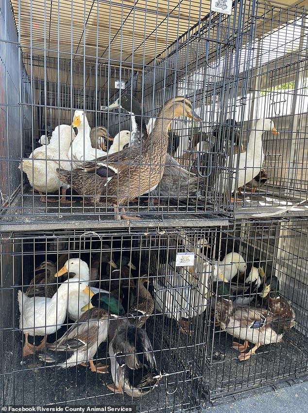 Hundreds of ducks adopted from California sanctuary meet horrific fate