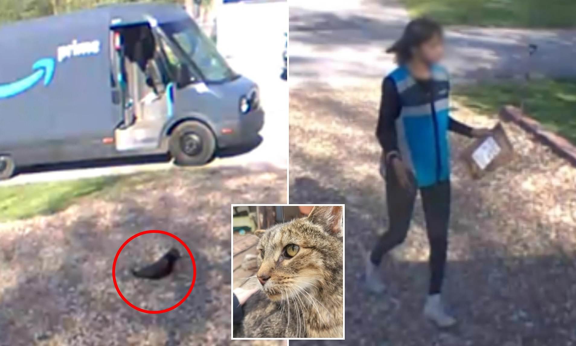 Family's beloved tabby cat meets terrible end after being taken by ...