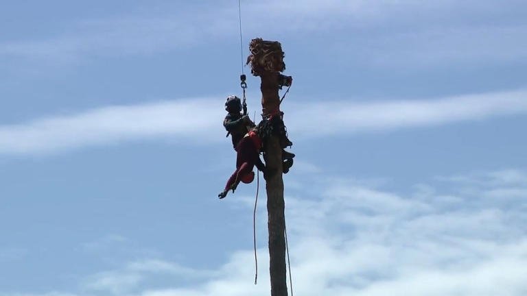 Dramatic footage shows daring aerial rescue of worker stranded atop ...