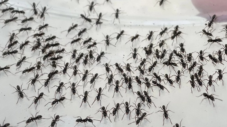These venomous ants are invading the Southeast US — here's how to spot them