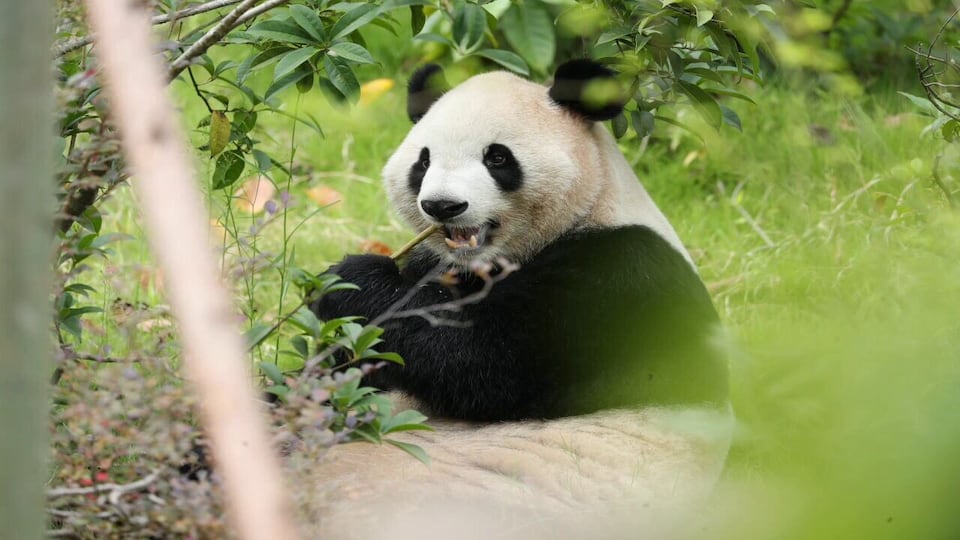 There’s only 3 places in the U.S. to see pandas. Zoo Atlanta will be one