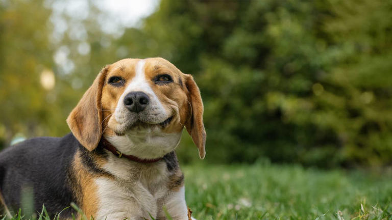 5 beagles rescued from medical testing facility and what happens next ...