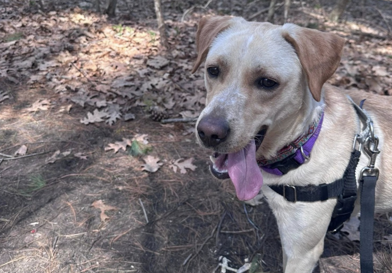 Playful Labrador mix Stormy is ready for her forever home