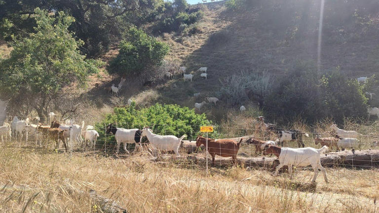 Goats graze Pasadena's Arroyo Seco as nature's wildfire prevention