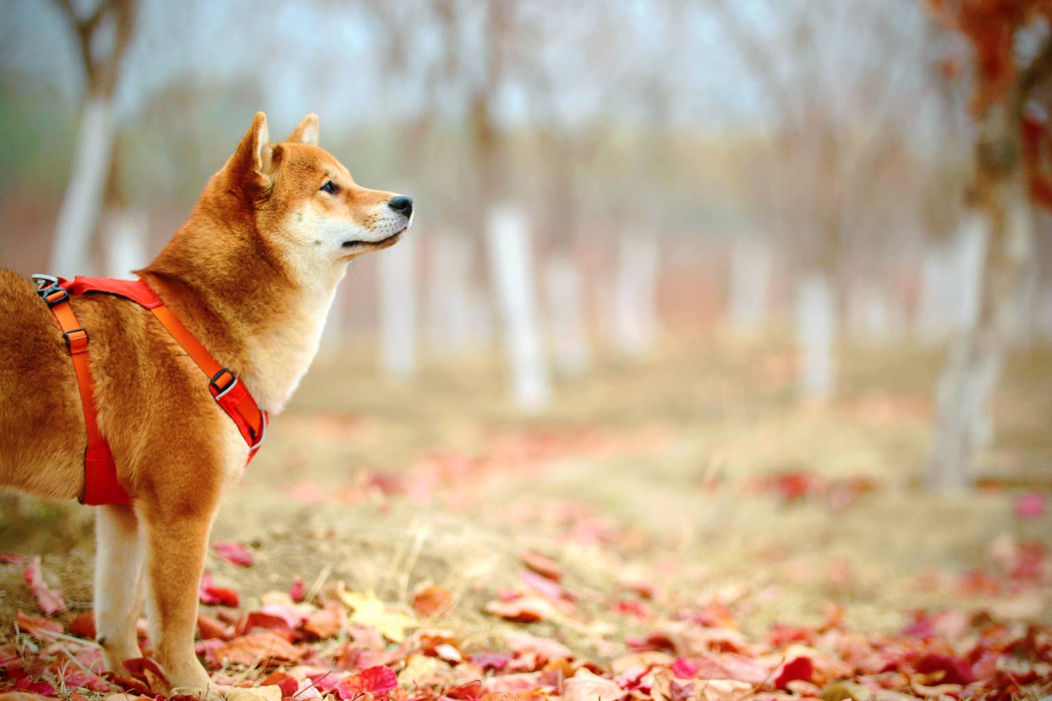 Shiba Inu records 700% surge in burn rate amid high trading activity