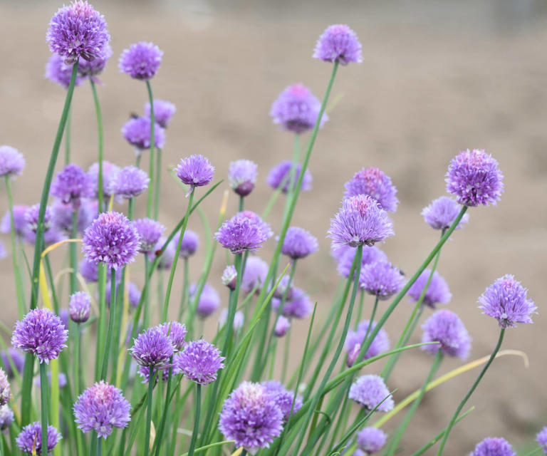 The secret to growing chives – everything you need to know about these ...