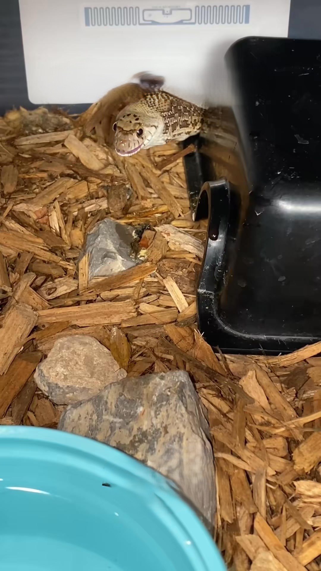 Image showcasing Snake feeding and weigh-in