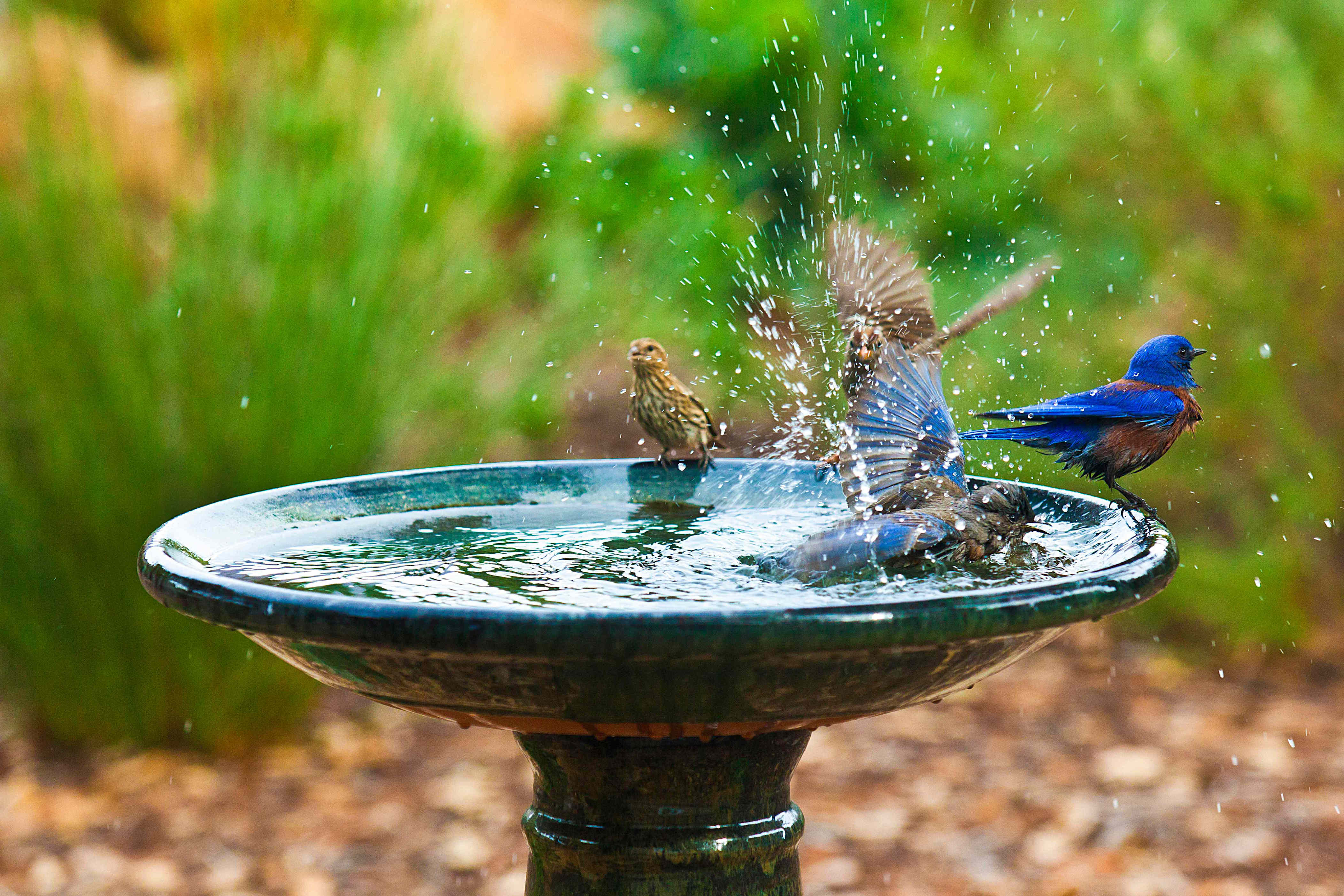 This $10 hack will keep your bird bath algae-free all year—even during ...