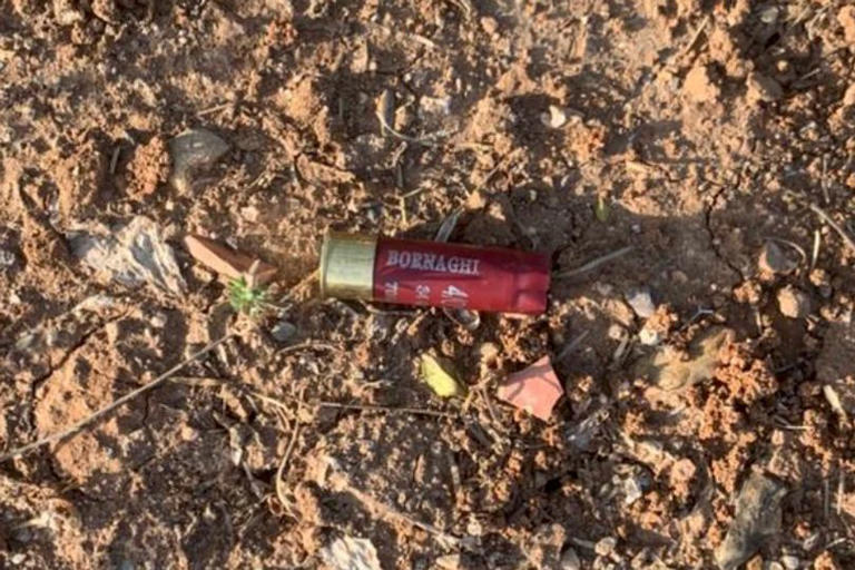 World Cup hosts accused of 'savage' stray dog massacre to clear streets ...