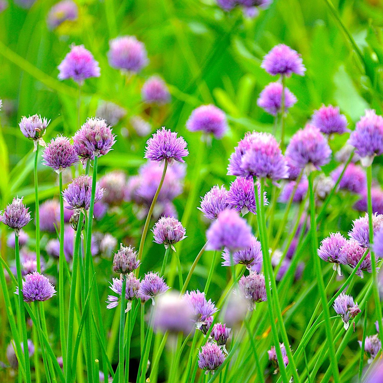 The secret to growing chives – everything you need to know about these ...
